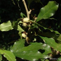 Streblus taxoides (B.Heyne) Kurz